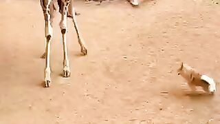 The kind giraffe