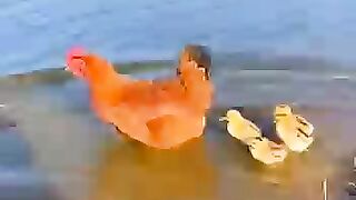 When the mother hen almost drowned in the river