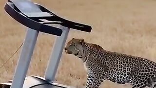Cheetaah run on tradmill