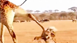 The giraffes main weapon