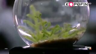 Armagedon dub indo - part1