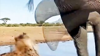 Hyena gets drunk instantly after being kicked by an elephant