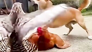 Hero Dog Saves Hen and Chicks from Eagle Attack