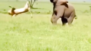 Lion thrown back when attacking elephant