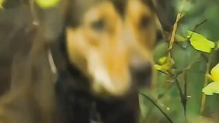 Dog and cat deeply friendship