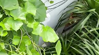 House Garden 3