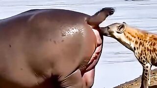 Hyena convulses and faints in the presence of a hippo