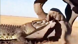 Crocodile crushed by elephant trampling