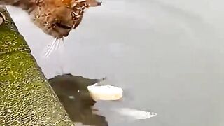 This Smart Cat Used One Trick to Catch a Fish Like Magi