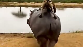 Hippo delivers hyenas to crocodiles