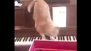 Funniest Animals  - Best Of The 2020 Funny Animal Videos  - Cutest Animals Ever