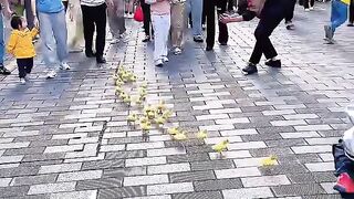 Amazing video entertainment