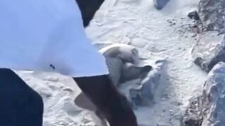 shark rescue