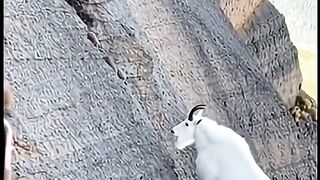 A female climber experienced a tense moment when she saw a lioness hunting.