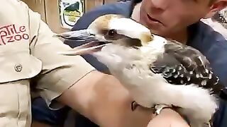 For love bird