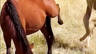 Lion kicked by horse