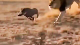 Warthogs Revenge
