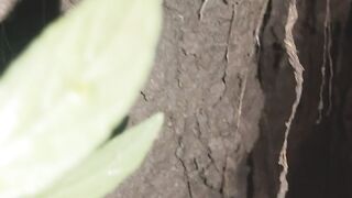 Jungle rabbit hous