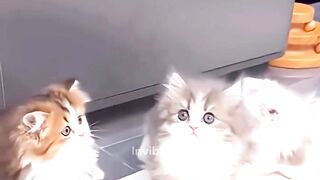Cute  Funny apt kittens
