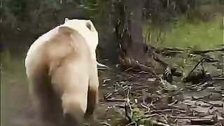 Grizzle Bear rescue for human