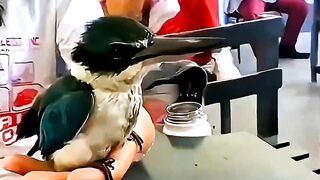 This Bird Solved Japans Biggest Train Problem science sciencefacts