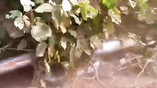 How The USA And Australia Flatten Forests?