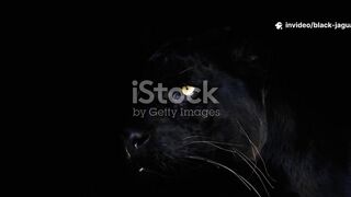 Black panther - Panthera Origin, Big Cat, Panther Vs Leopard
