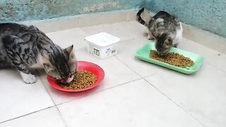 We have both food and water, my tabby cats living on the streets.