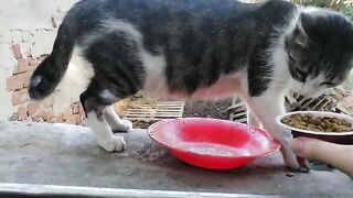 I love feeding cats living on the street  Their happiness is evident in their eyes.