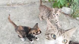 Hungry Little Kitten and Cute Calico Mother Cat Ask Me for Food.