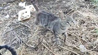 Rapidly multiplying tabby cats are fighting each other.