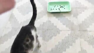 Two mother cats dont get along with each other but they are always together.