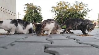 Why do cats fight with each other when they can eat?