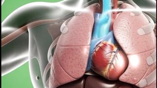 What Happens Inside Your Body When You Drink Energy Drinks  3D Anatomical Animation