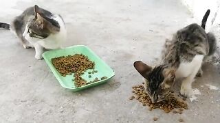 I love feeding the two tabby mother cats, when the cats eat I feel full too.