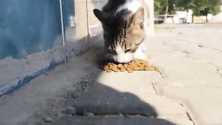 The weather is very hot, lets help the homeless animals living on the streets.