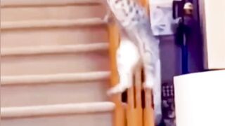 The Physics of Cats Landing Perfectly Every Time science sciencfacts