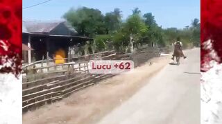 Sekolah ya berkuda dong