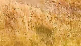 Lying to the Lion