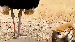Hyena thrown and convulsed by ostrich kick