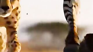 Poor Cheetah 1