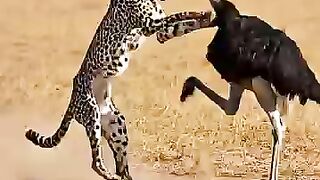 Poor Cheetah 2