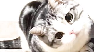 Chipi Chipi Chapa Chapa Dubi Dubi Daba Daba