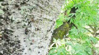 original forest honey