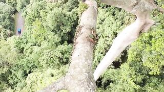 the harvesting of native forest honey bees is very extreme