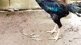 asell madras chicken