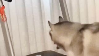 Cute and funny pet compilation