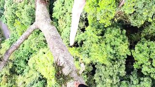 very scary taking of forest honey bees