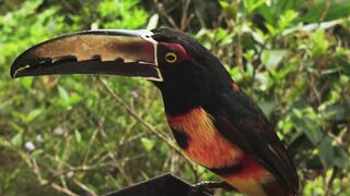 Красивая птичка ест вкусный плод