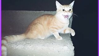 The miracle cat is one of the strangest cats In the world